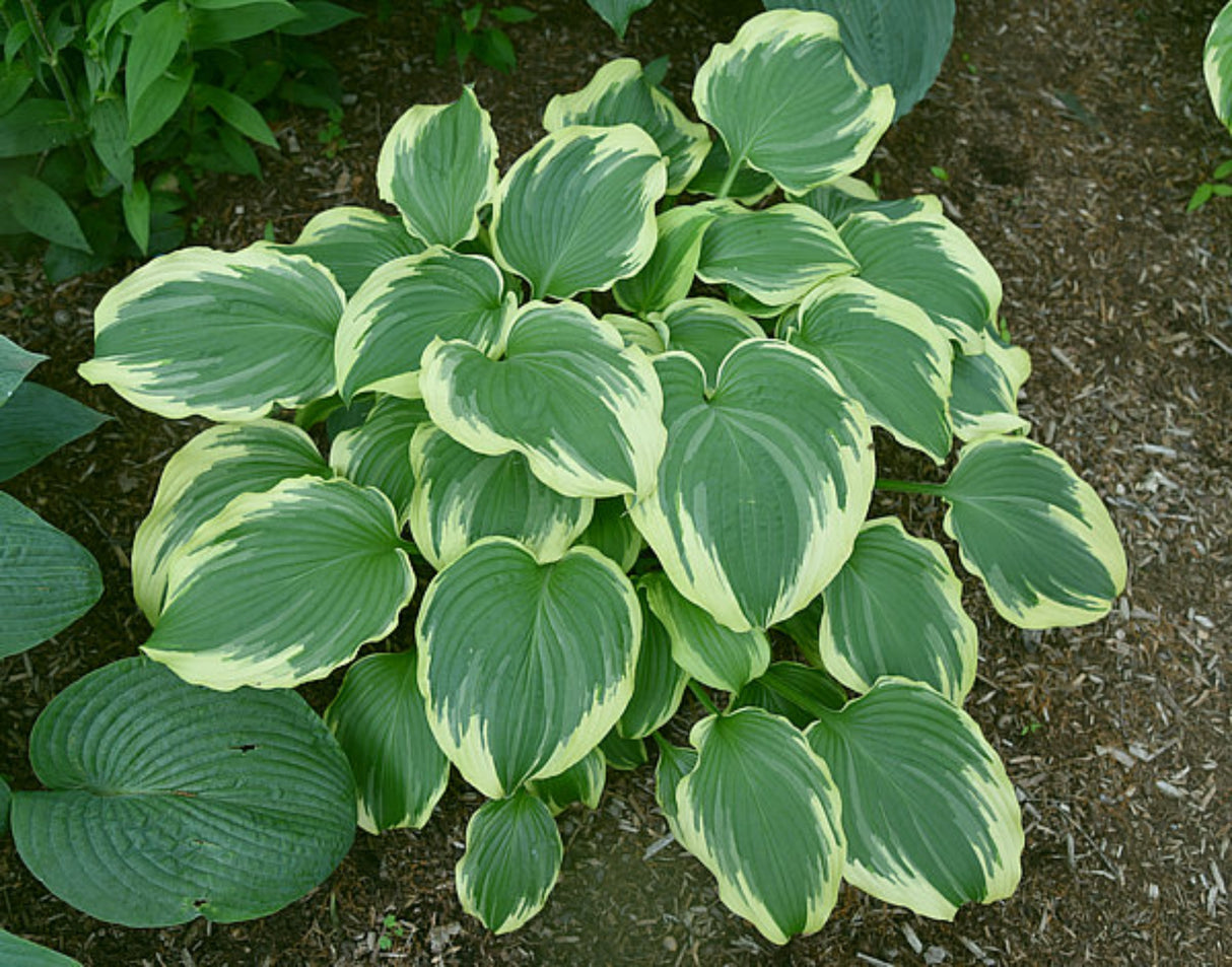 Daddy Boomer Hosta