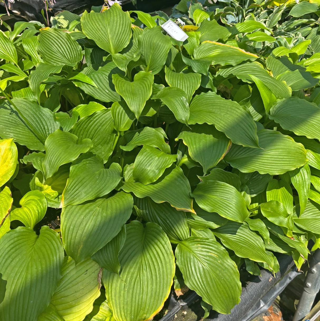 Dancefloor Filler Hosta
