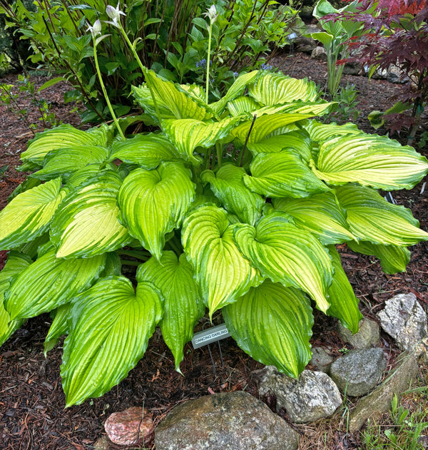 Dancing Darling Hosta