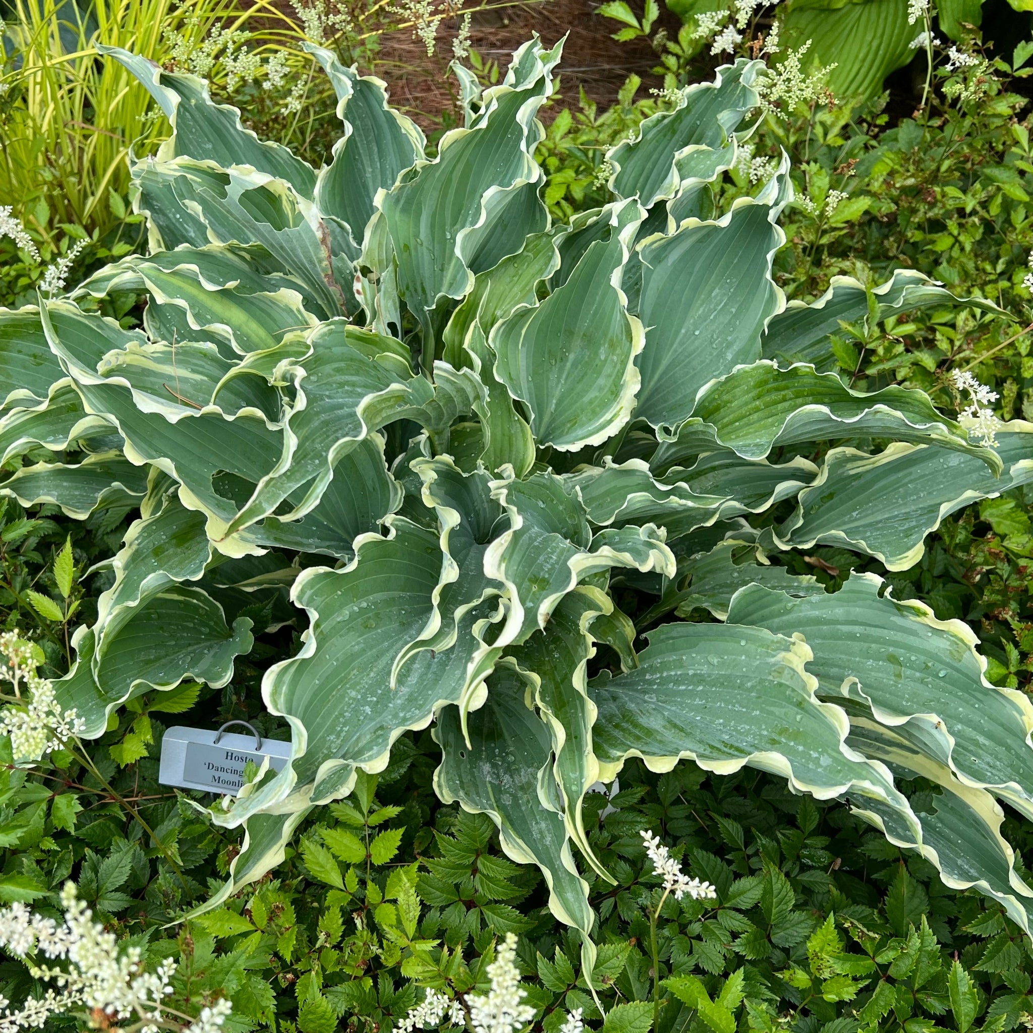 Dancing in the Moonlight PPAF Hosta - 4.5 Inch Container (NEW For