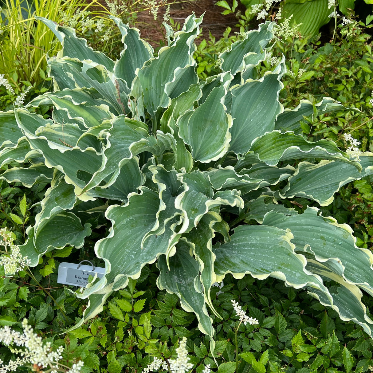 Dancing in the Moonlight PP35175 Hosta