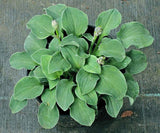 Danish Mouse Hosta