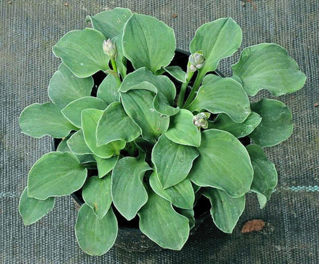 Danish Mouse Hosta
