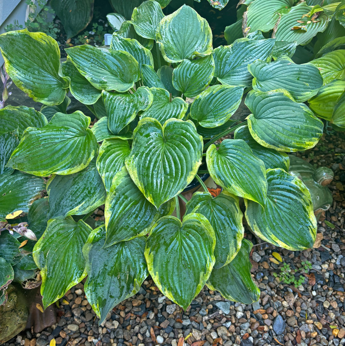 Deja Blu Hosta