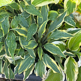 Deliverance Hosta