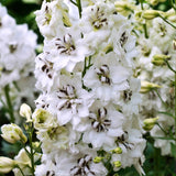 Delphinium 'Black Eyed Angels'