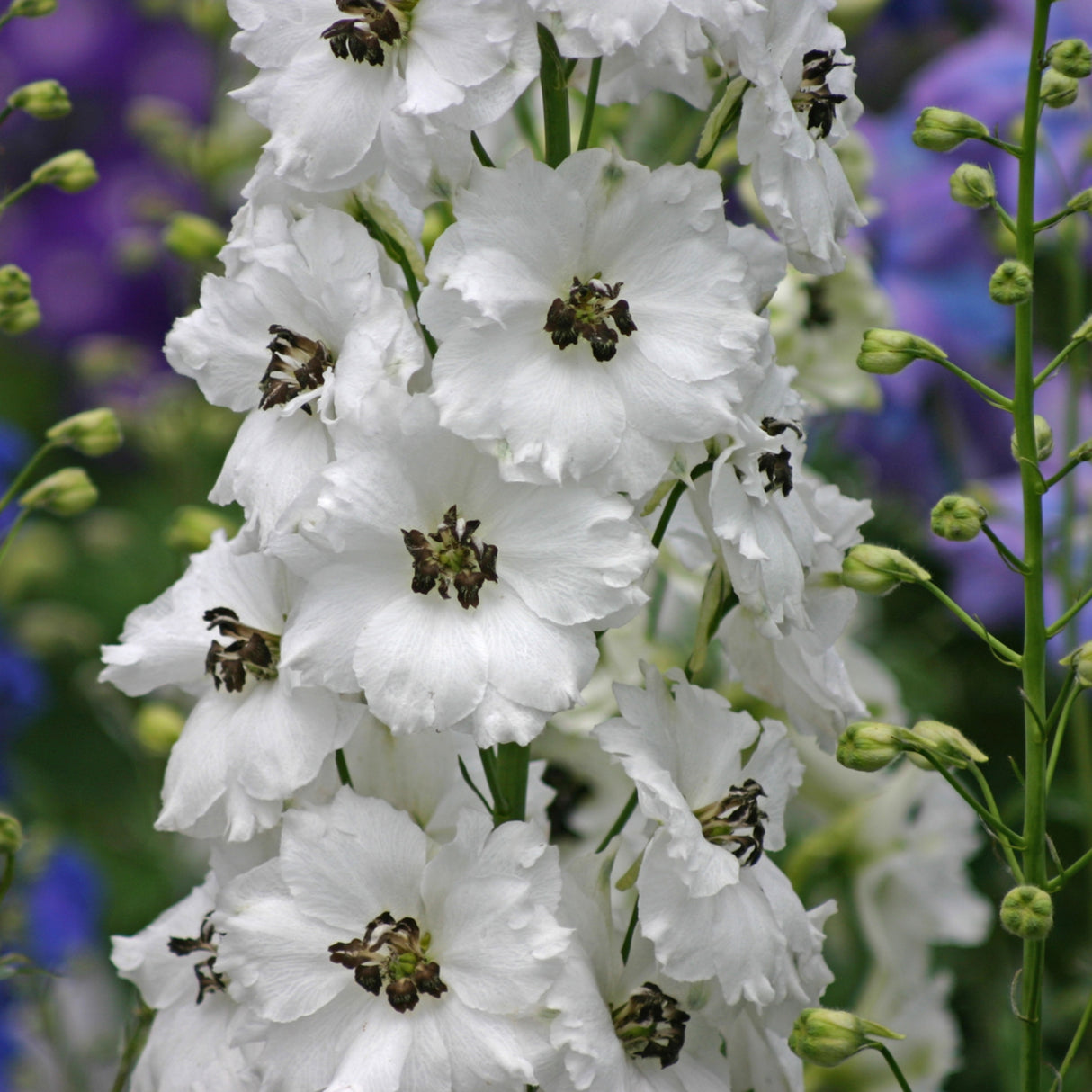 Delphinium 'Black Eyed Angels'