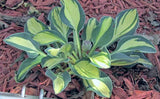 Desert Mouse Courtesy of The Hosta Library