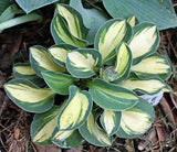 Desert Mouse Courtesy of The Hosta Library