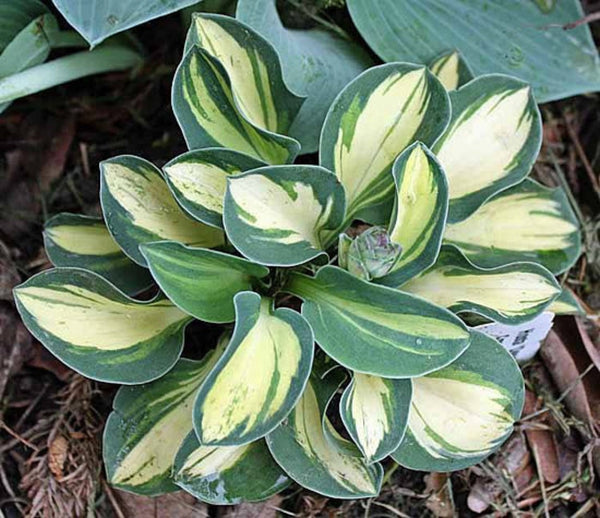 Desert Mouse Courtesy of The Hosta Library