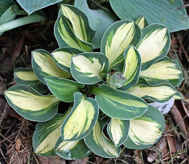 Desert Mouse Courtesy of The Hosta Library