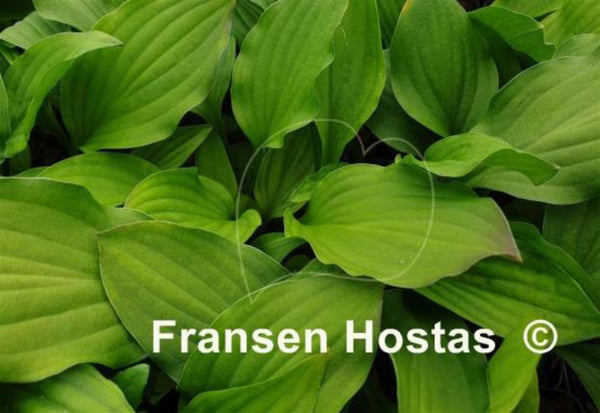 Devon Red Hosta