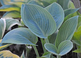 Devon Dream Hosta