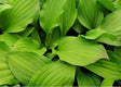 Devon Red Hosta Courtesy of The Hosta Library