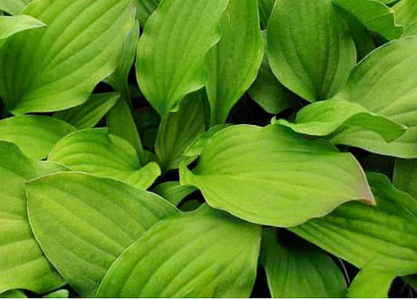 Devon Red Hosta Courtesy of The Hosta Library