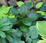 Devon Green Hosta