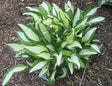 Diamond Necklace Hosta