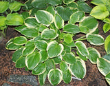 Diana Remembered Hosta - 4.5 Inch Container