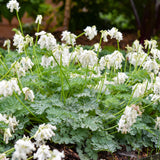 Dicentra 'White Diamonds' PPAF CPBRAF