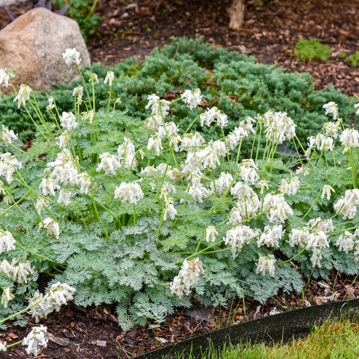 Dicentra 'White Diamonds' PPAF CPBRAF