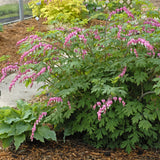 Dicentra spectabilis Courtesy of Walters Gardens