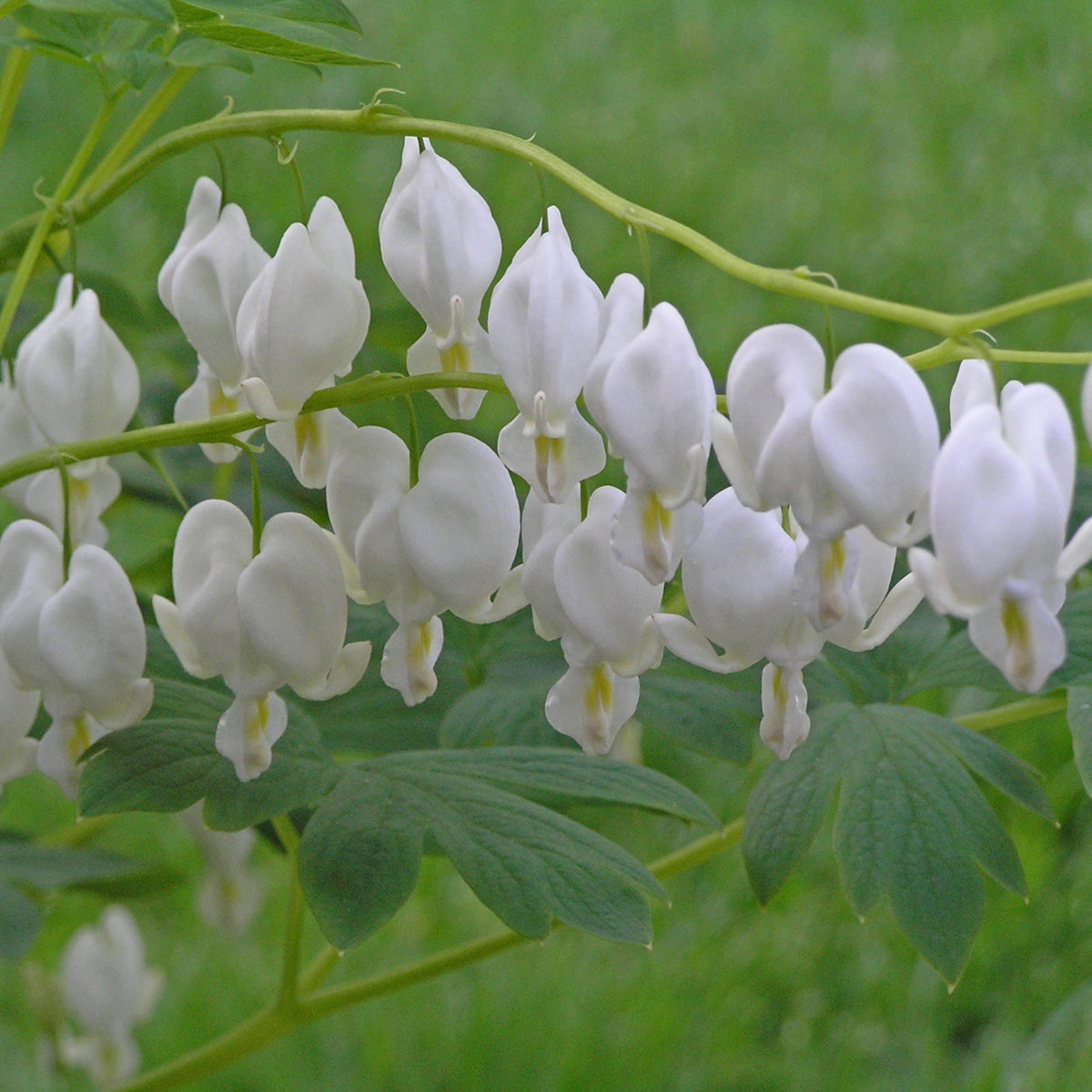 Dicentra spectabilis 'Alba' Courtesy of Walters Gardens