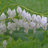 Dicentra spectabilis 'Alba' Courtesy of Walters Gardens