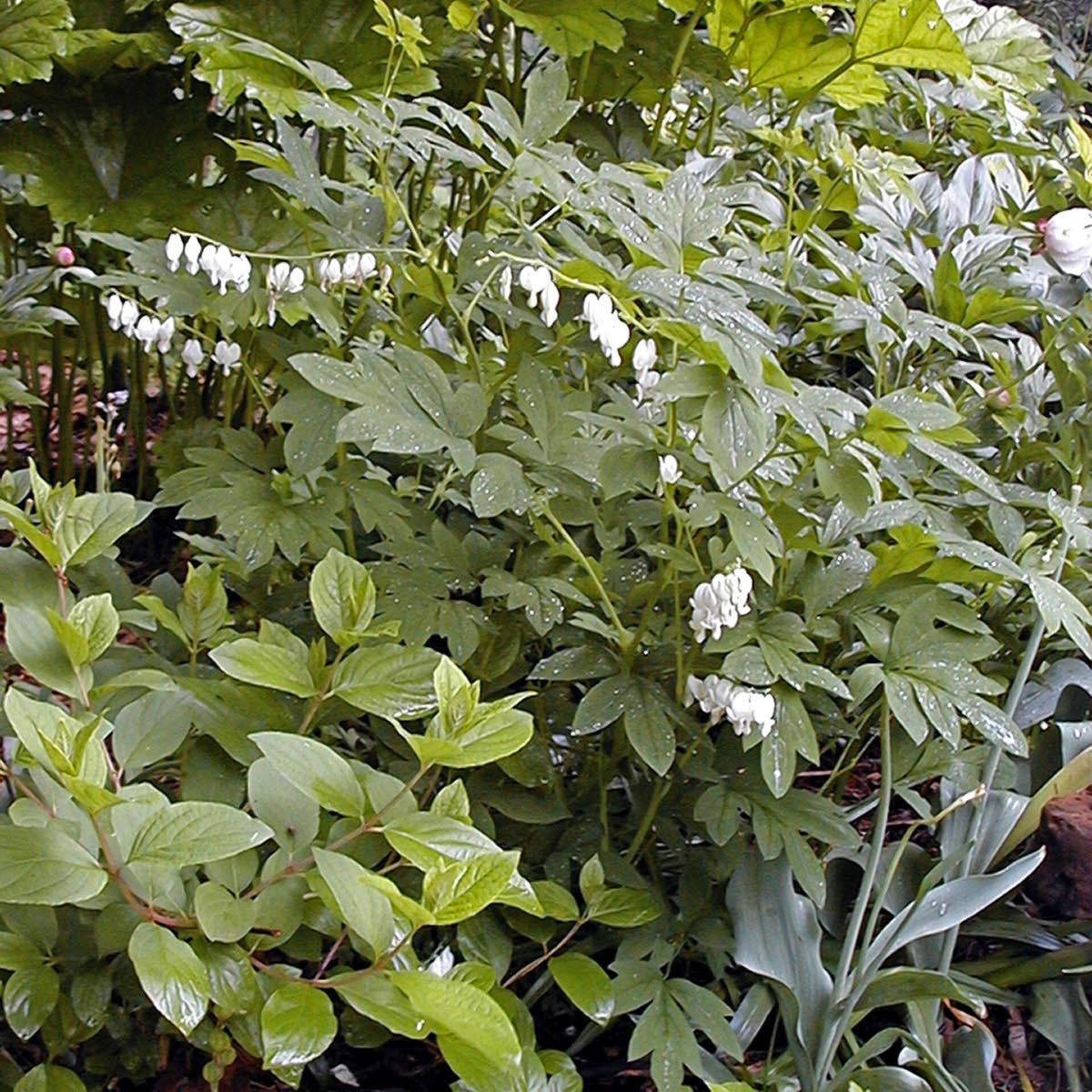Dicentra spectabilis 'Alba' Courtesy of Walters Gardens