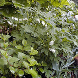 Dicentra spectabilis 'Alba' Courtesy of Walters Gardens