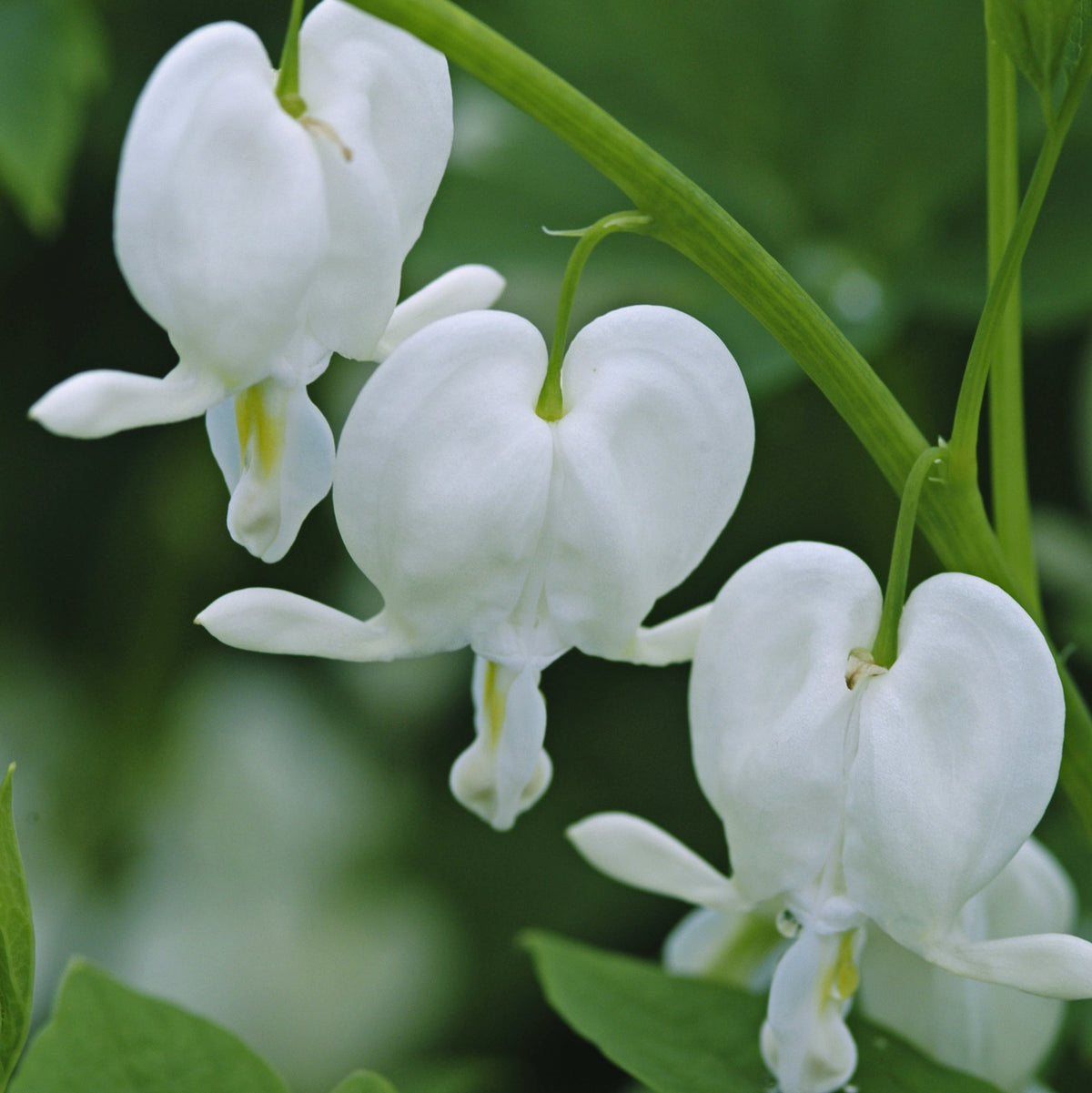 Dicentra spectabilis 'Alba' Courtesy of Walters Gardens