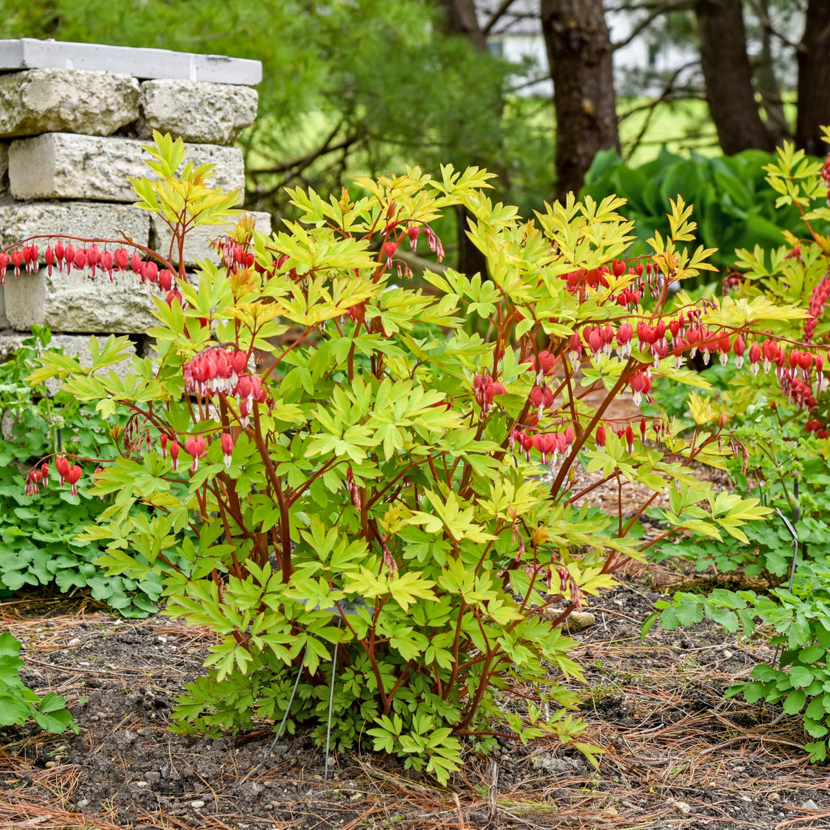 Dicentra 'Hearts on Fire' Courtesy of Walters Gardens