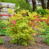 Dicentra 'Hearts on Fire' Courtesy of Walters Gardens