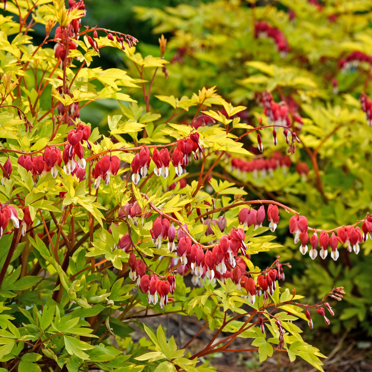 Dicentra 'Hearts on Fire' Courtesy of Walters Gardens