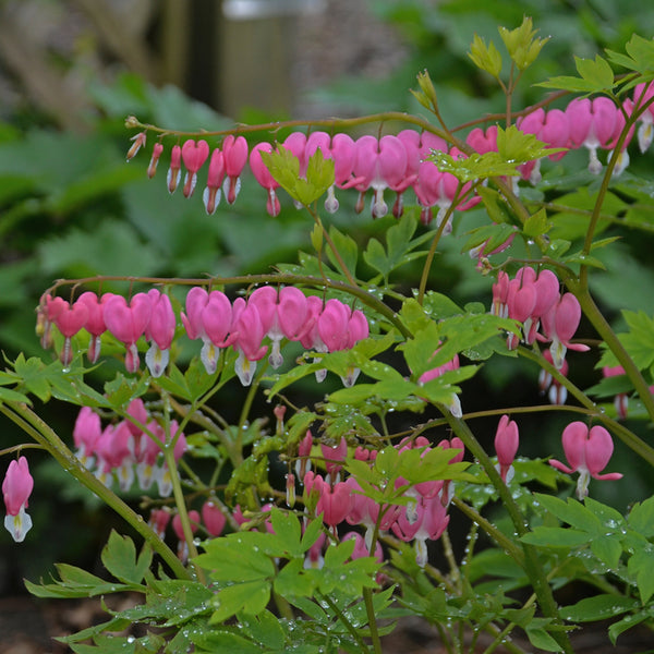 Dicentra spectabilis Courtesy of Walters Gardens