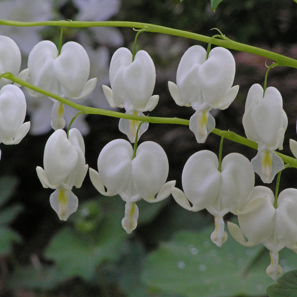 Dicentra spectabilis 'Alba' Courtesy of Walters Gardens