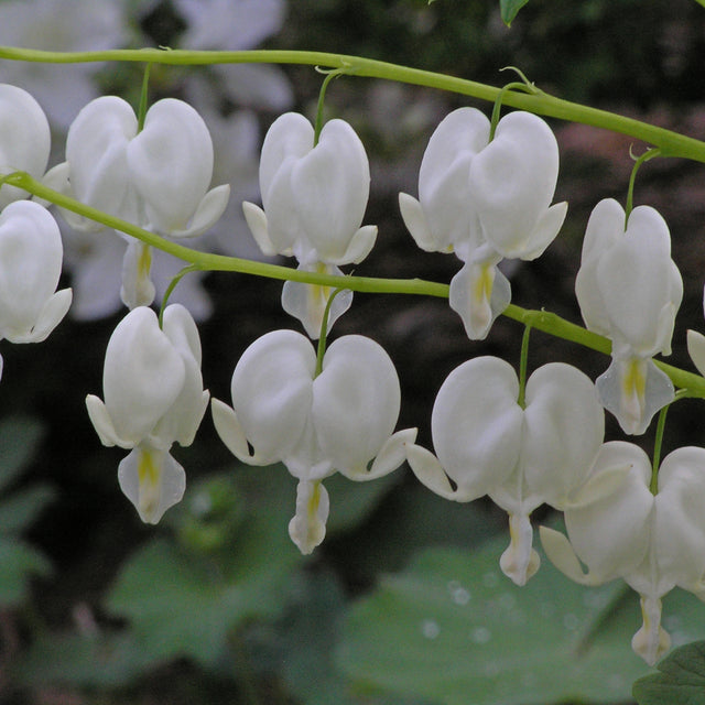 Dicentra spectabilis 'Alba' Courtesy of Walters Gardens