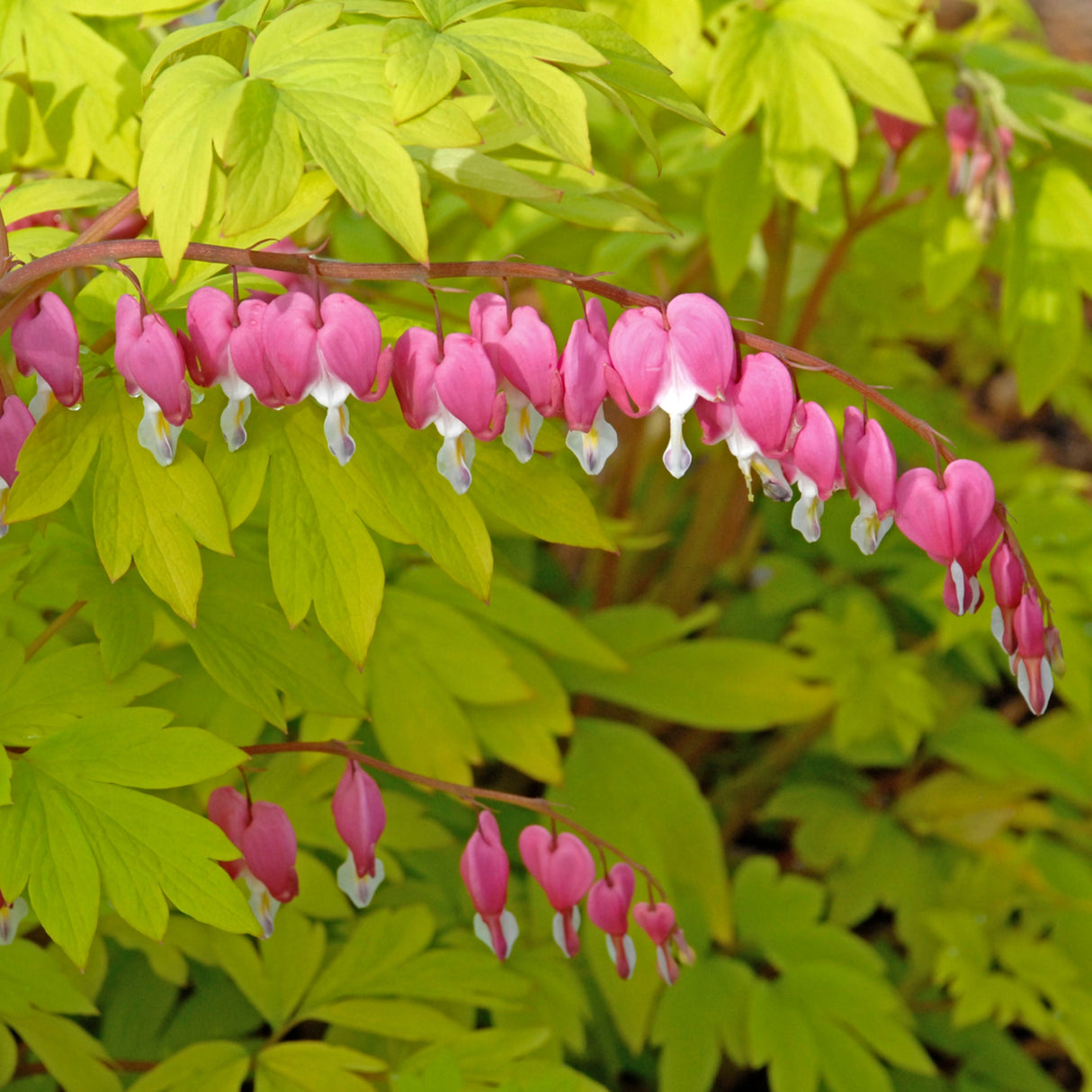 Dicentra spectabilis 'Gold Heart'