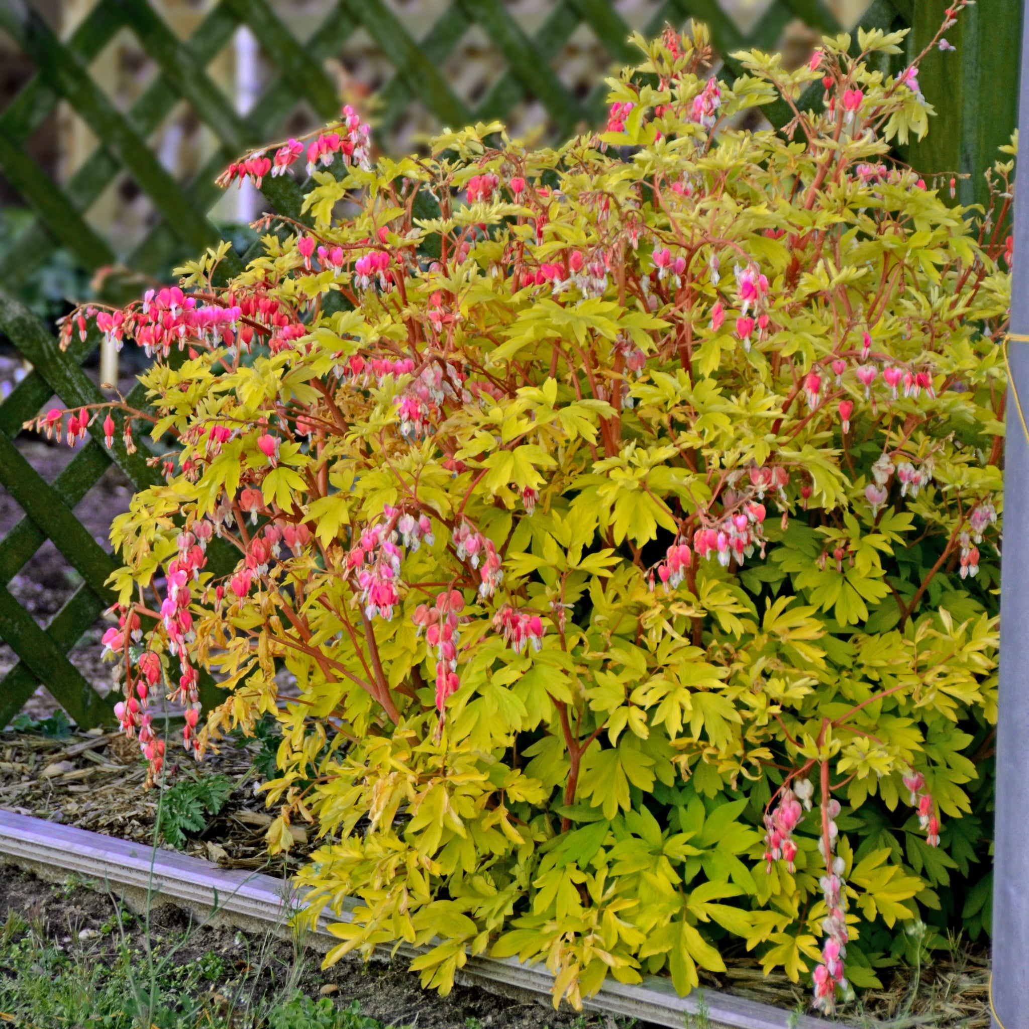Dicentra Gold Heart - Shade Perennial Hosta Companion Plant – NH