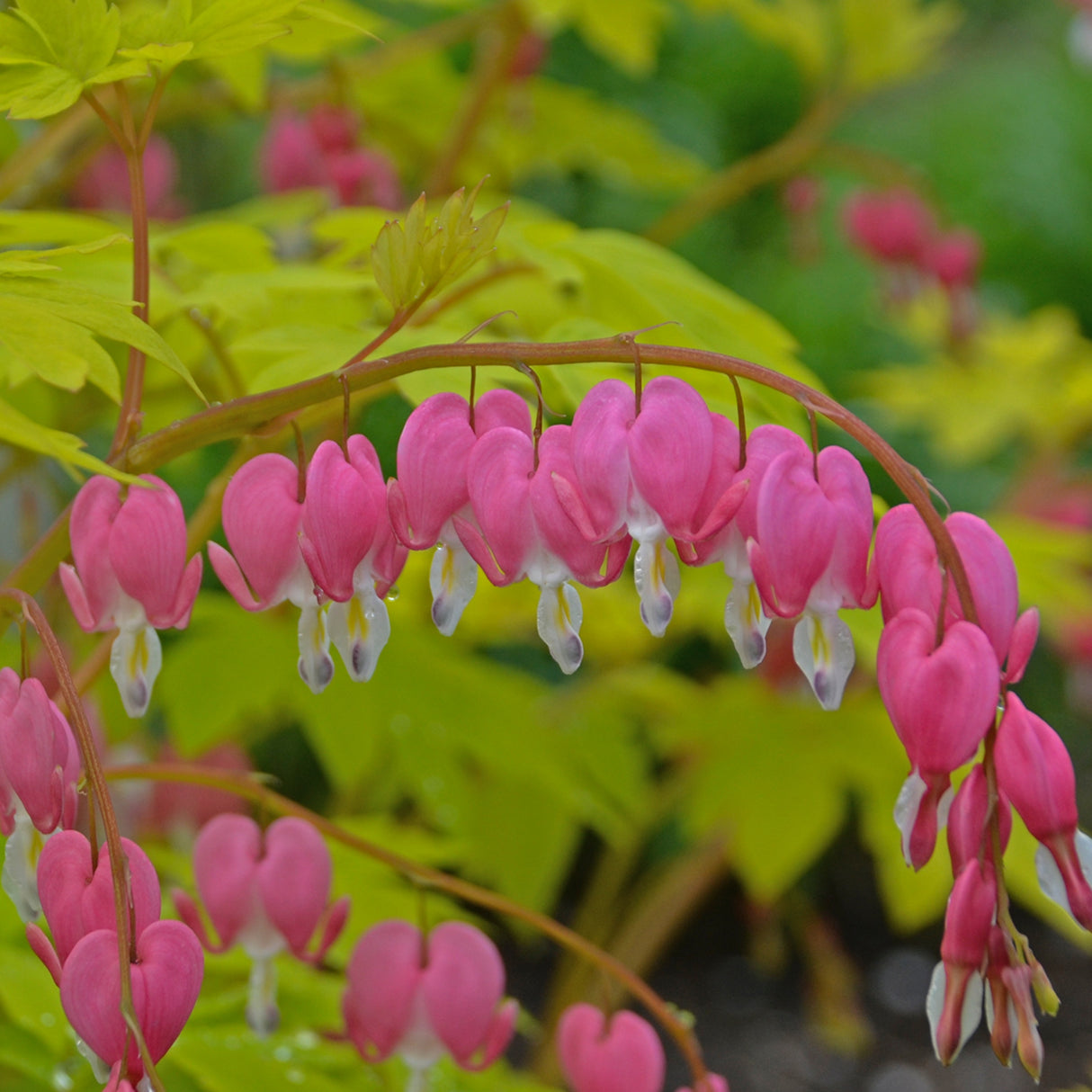 Dicentra spectabilis 'Gold Heart'