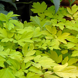 Dicentra spectabilis 'Gold Heart'