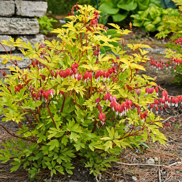 Dicentra 'Hearts on Fire' Courtesy of Walters Gardens