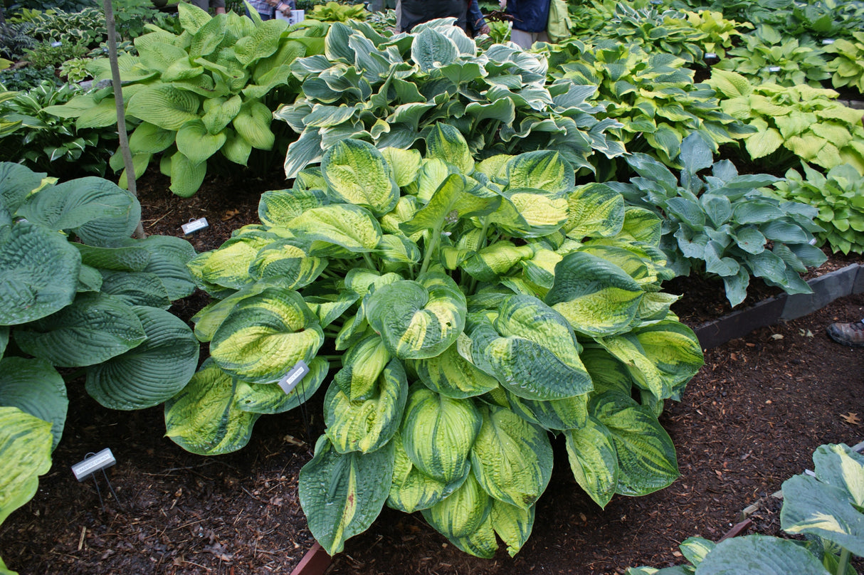 Dick Ward Hosta - 4.5 Inch Container