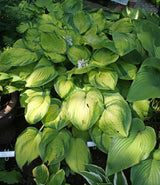 Dick Ward Hosta - 4.5 Inch Container
