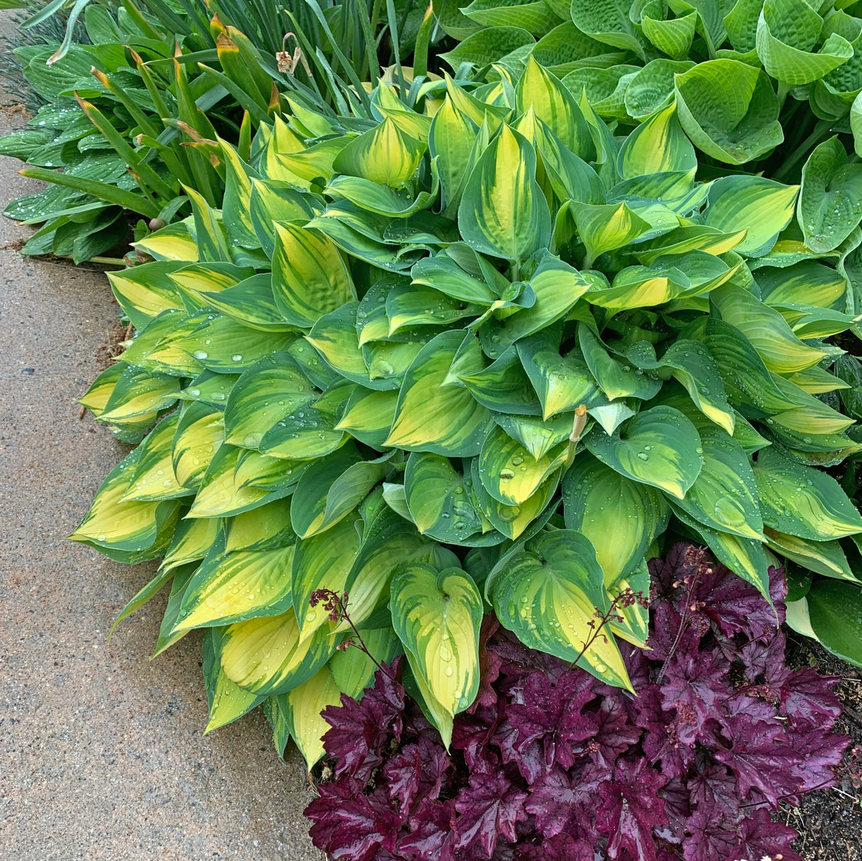 Dinner Mint Hosta - 3 Inch Container