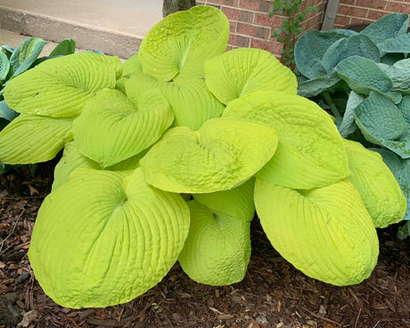 Divine Light Hosta