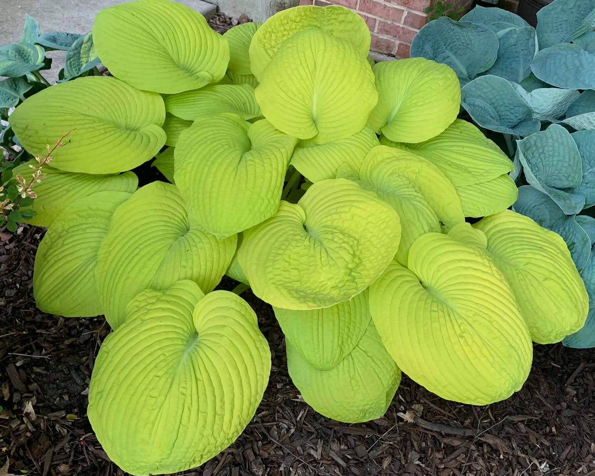 Divine Light Hosta