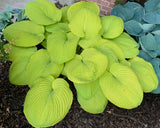Divine Light Hosta