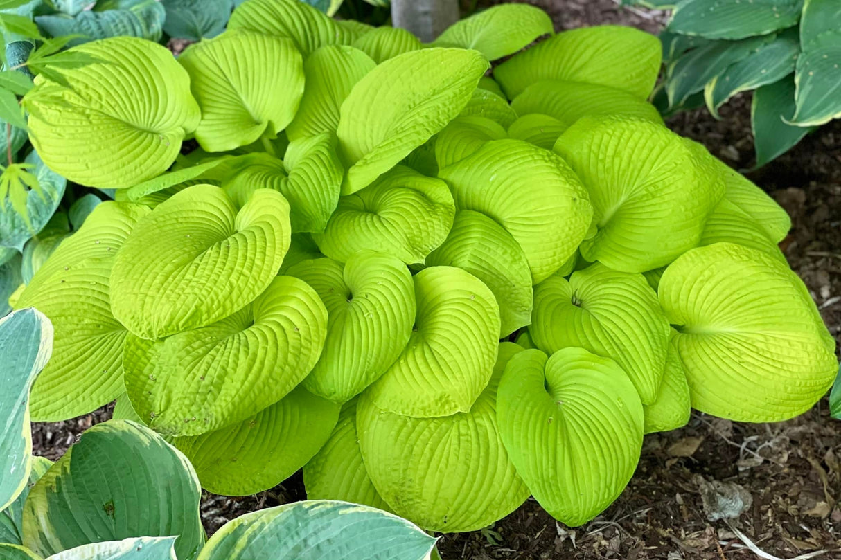 Divine Light Hosta