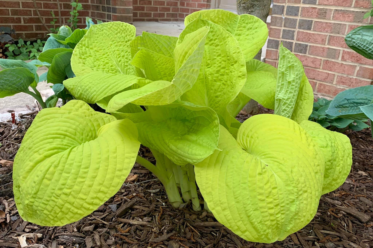 Divine Light Hosta