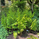 Dixie Wood Fern